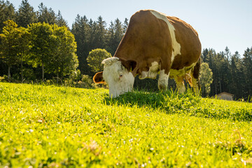 Cow eating grass in front of trees in a meadow