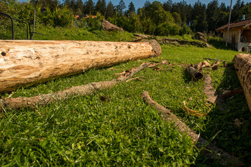 Fototapeta premium Bark beetle infested wood without bark on the meadow