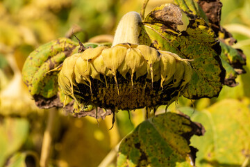Ripe sunflower field