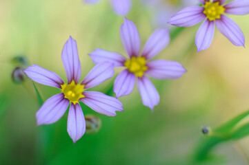 Fototapeta premium 花と植物