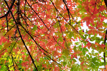 紅葉