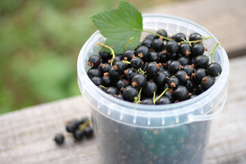 Fresh ripe black currants in a white plastic cup on wooden table