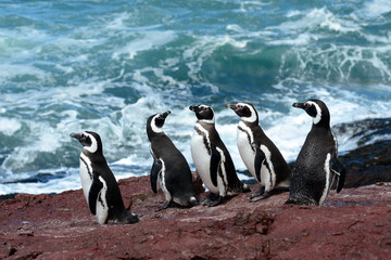 Manchot de Magellan (Spheniscus magellanicus)  