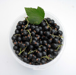 Fresh ripe black currants in a white plastic cup on white background