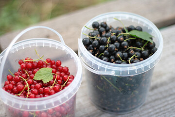 ripe red and black currants in white cup background old wooden texture