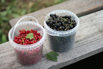ripe red and black currants in white cup background old wooden texture