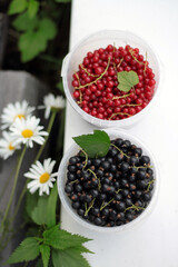 ripe red and black currants in white cup