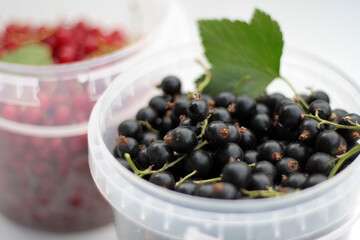 ripe red and black currants in white cup