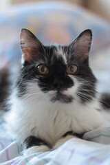 Siberian cat with big yellow eyes on a blanket