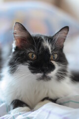 Siberian cat with big yellow eyes on a blanket, Black muzzle and white collar