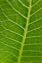 closeup leaf of a nut, green leaf