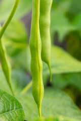 bean leaves on the field, beans close-up