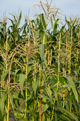 farm, corn closeup on the field