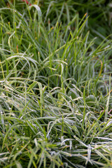 frosty grass