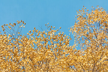 bright yellow autumn leaves on a blue sky background. fall concept