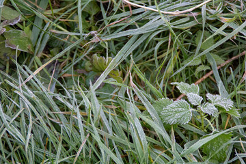 frosty grass