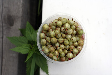 green ripe gooseberries in white plastic cup on white background
