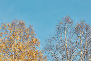 autumn concept. two trees - one with yellow leaves, the other without leaves against a blue sky