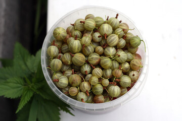 green ripe gooseberries in white plastic cup on white background