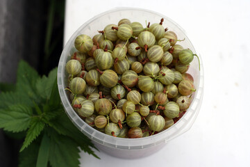 green ripe gooseberries in white plastic cup on white background