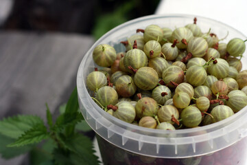 green ripe gooseberries in white plastic cup on white background