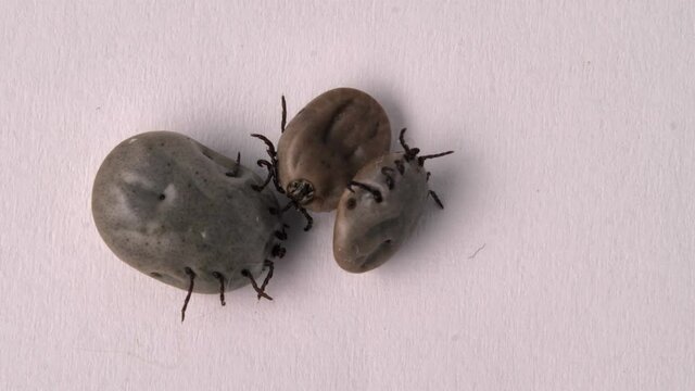 Blood-drunk ixodid tick on a white board. Lyme disease macro shooting.  Encephalitis mites crawling along the white surface. Insect isolated on white.