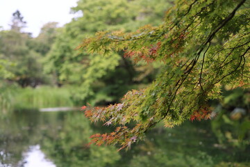 池と紅葉の始まり