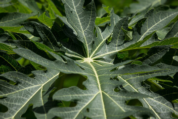 green leaf of  papaya fruit