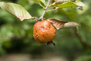 brown guava die on tree