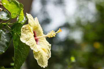 Close up of Yellow Hibiscus rosa-sinensis