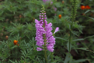 秋の花壇に咲くハナトラノオ（フィソステギア・バージニアナ）のピンクの花