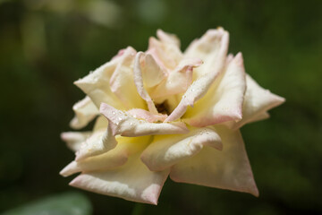 Fototapeta na wymiar Water drop after rain on rose flower
