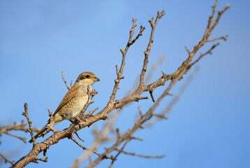 Red-backed Shrike - Lanius collurio, beautiful colored perching bird from European bushes and woodlands, Pag island, Croatia.