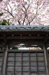 11塀と桜