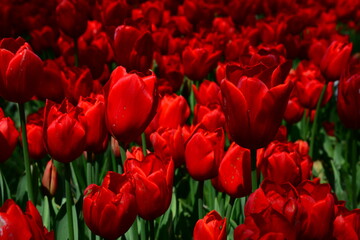 Tulips and colorful flowers in Gülhane Park. Istanbul Turkey
