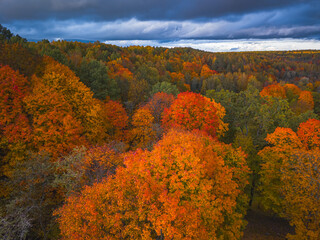 Fototapeta premium Drone view of colorful tree tops, Lithuania