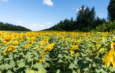 Fototapeta na wymiar photo sunflowers in the field beautiful background