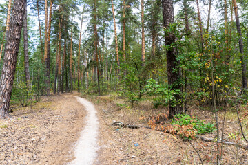 summer forest, birch, beautiful summer background