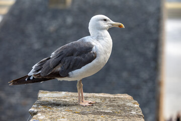 Seagull at Le Mont Saint-Michel, medieval fortified abbey and village on a tidal island in the Normandy, France, at low tide
