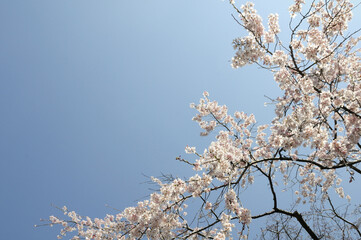 青空とサクラの花