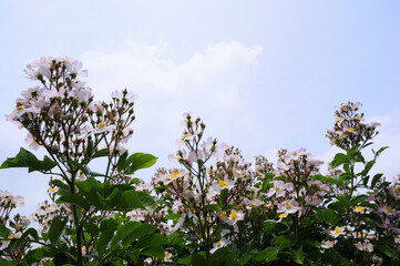青空とツクシイバラの花