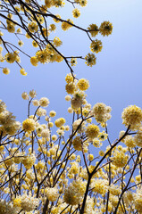 青空とミツマタの花