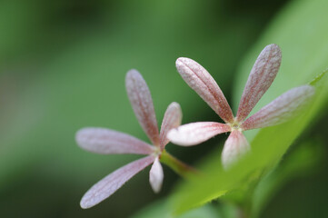 ツクバネウツギの花
