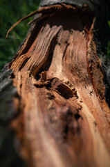 Wood texture
