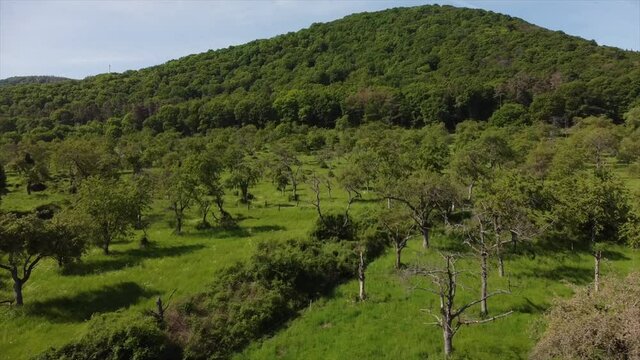 Streuobstwiesen, gef&auml;hrdeter Lebensraum im Rheintal bei Boppard-Buchenau