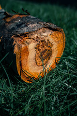 Tree trunk cross section