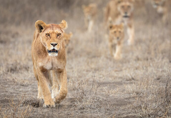 Obraz na płótnie Canvas Female lioness leading a pride of lions walking through a dry bush in Ndutu in Tanzania