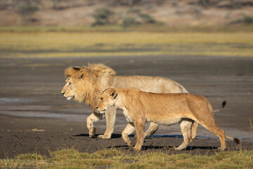 Fototapeta na wymiar Male and female lion walking together in Ndutu in Tanzania