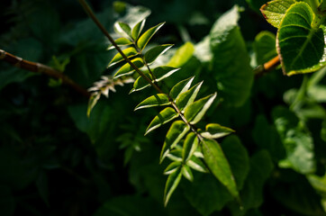 Close up of green leaves