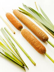 Typha bulrush on white